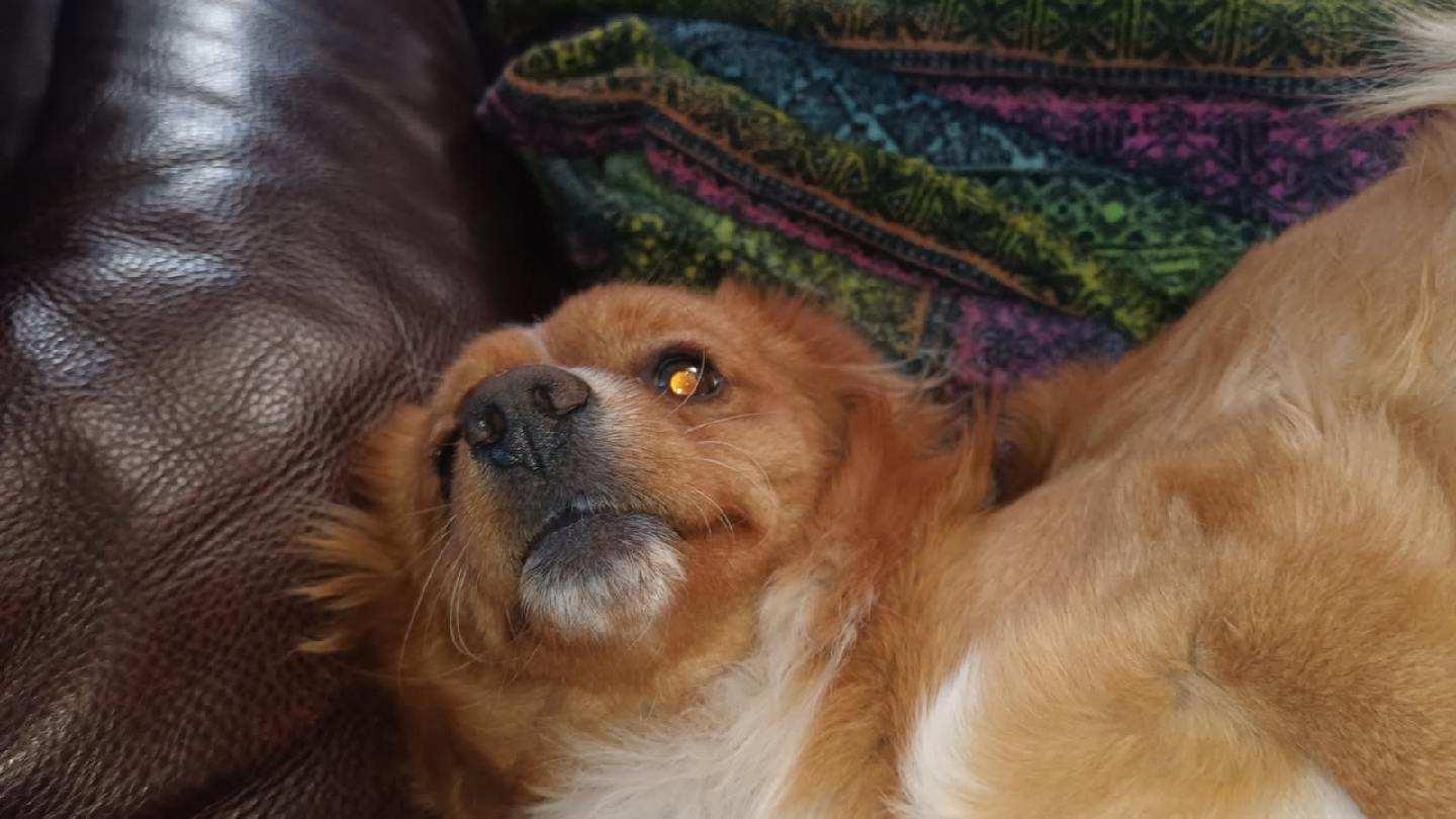 Enlarge Chapelle-Hesperia, CA, a ADOPTABLE mixed breed in San Diego, CA image 3/3