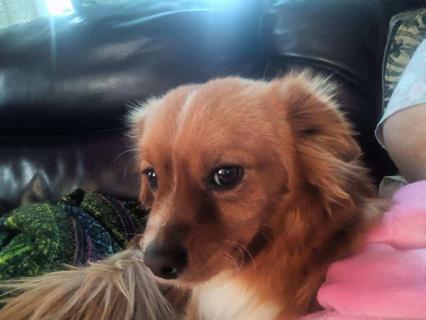 Chapelle-Hesperia, CA, ADOPTABLE, Young Male Cavalier King Charles Spaniel & Tibetan Spaniel.