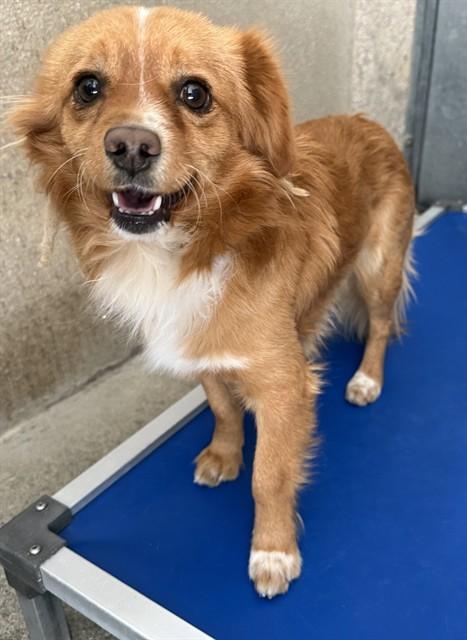 Enlarge Chapelle-Hesperia, CA, a ADOPTABLE mixed breed in San Diego, CA image 2/3