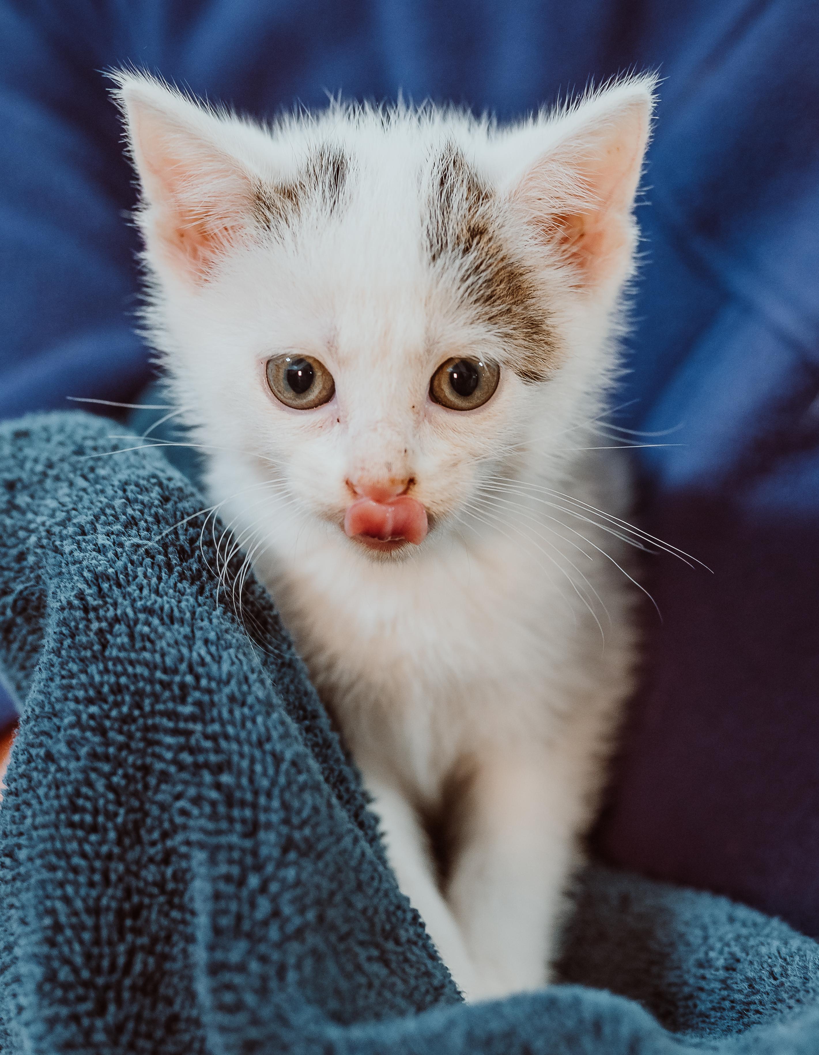 Motta (Green Collar), Adoptable, Kitten Female Domestic Short Hair.