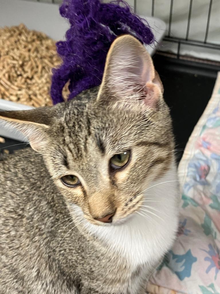 Bradford 4 (Aster), Adoptable, Kitten Female Domestic Short Hair.
