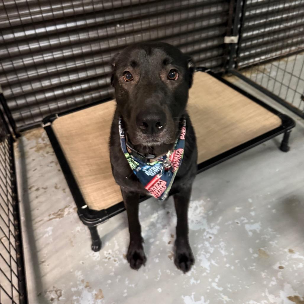 Enlarge WHISKEY, a Adoptable mixed breed in Tacoma, WA image 1/6