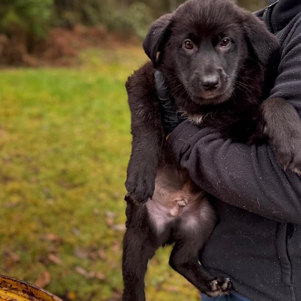 Enlarge WHISKEY, a Adoptable mixed breed in Tacoma, WA image 2/6