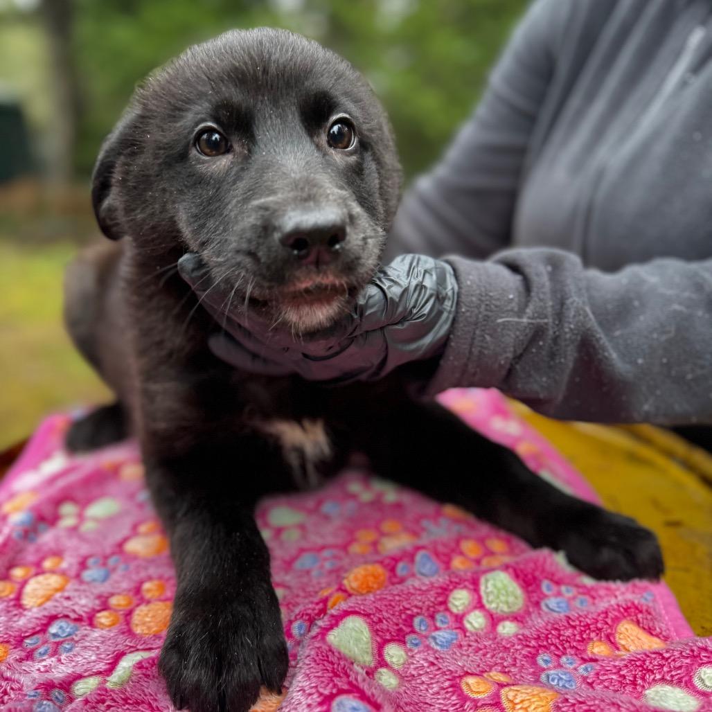Enlarge WHISKEY, a Adoptable mixed breed in Tacoma, WA image 4/6