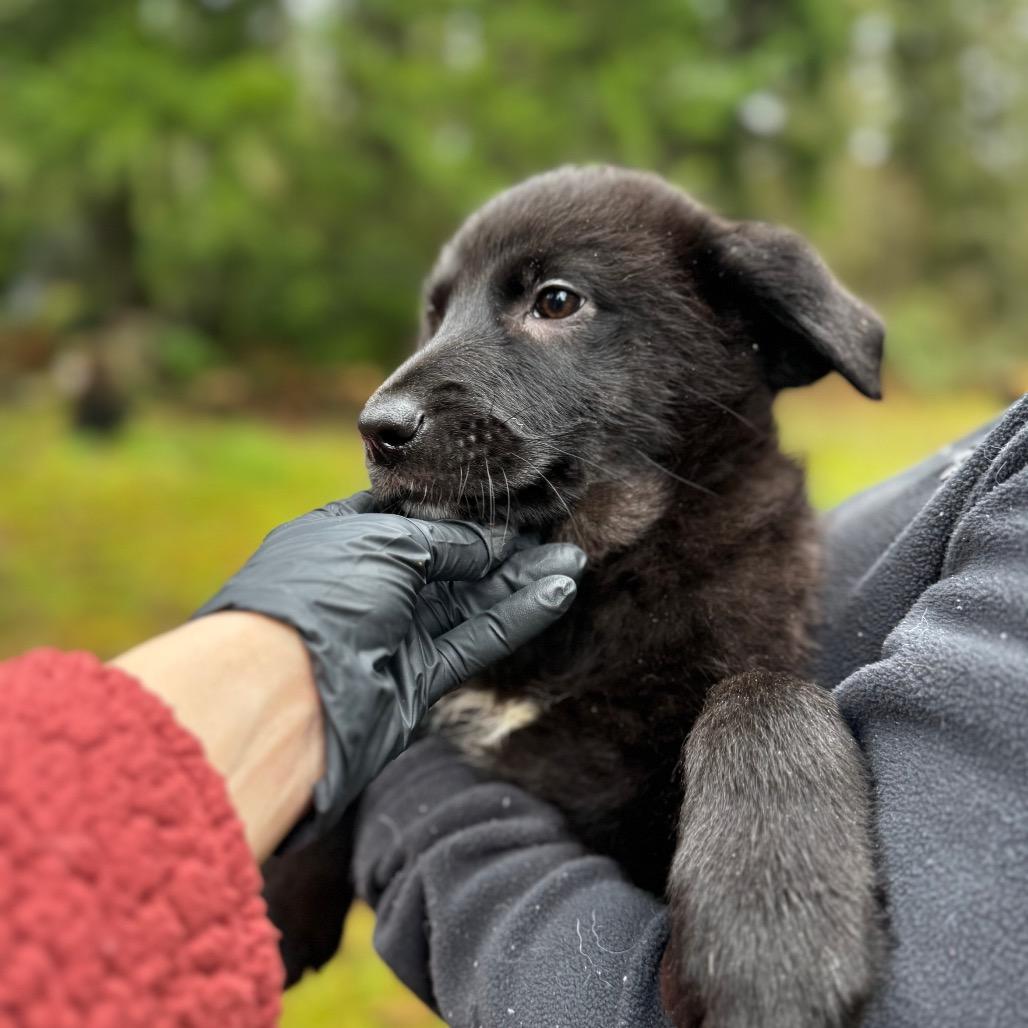 Enlarge WHISKEY, a Adoptable mixed breed in Tacoma, WA image 5/6