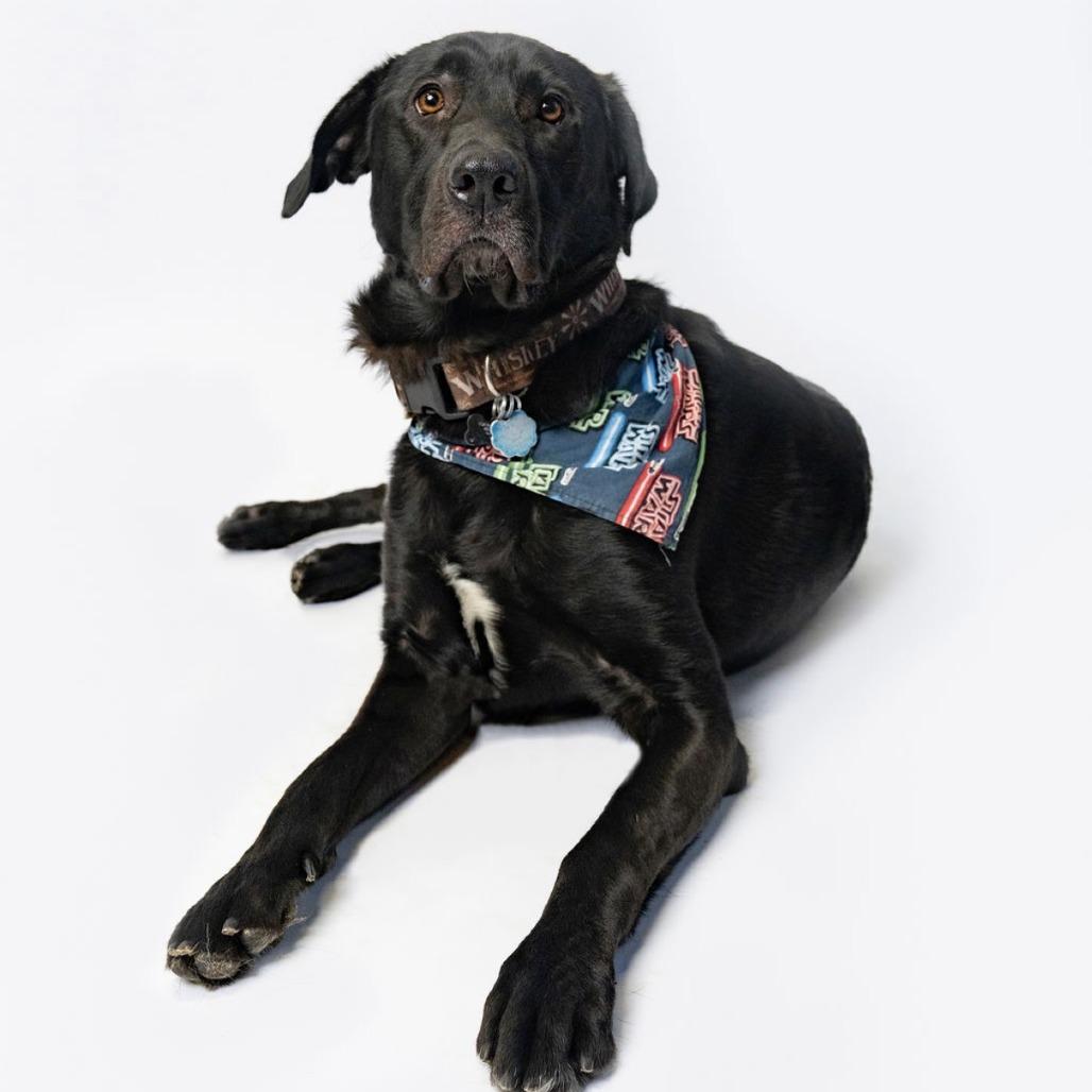 Enlarge WHISKEY, a Adoptable mixed breed in Tacoma, WA image 6/6