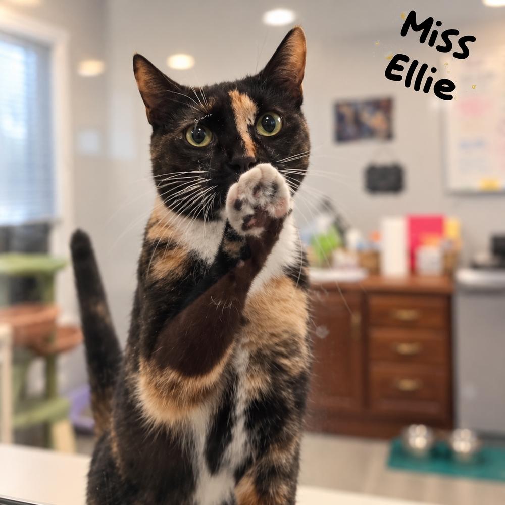 W2 Miss Ellie, Adoptable, Adult Female Calico & Domestic Short Hair.