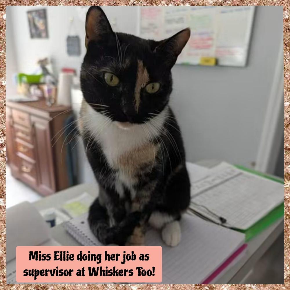 Enlarge W2 Miss Ellie, a Adoptable mixed breed in Southbury, CT image 2/3