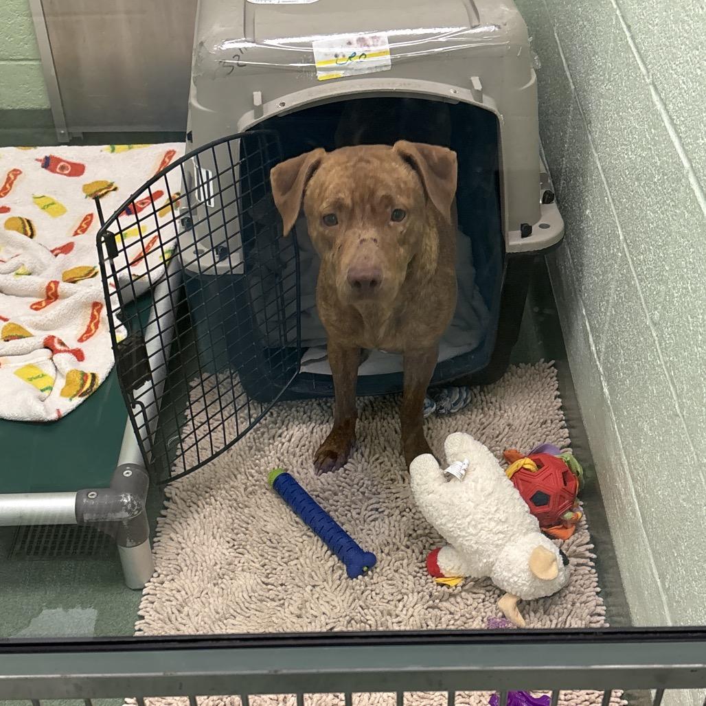 Enlarge Fable, a Adoptable mixed breed in West Palm Beach, FL image 1/5