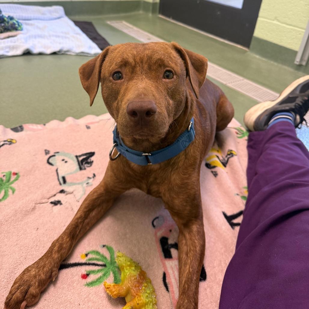 Enlarge Fable, a Adoptable mixed breed in West Palm Beach, FL image 3/5