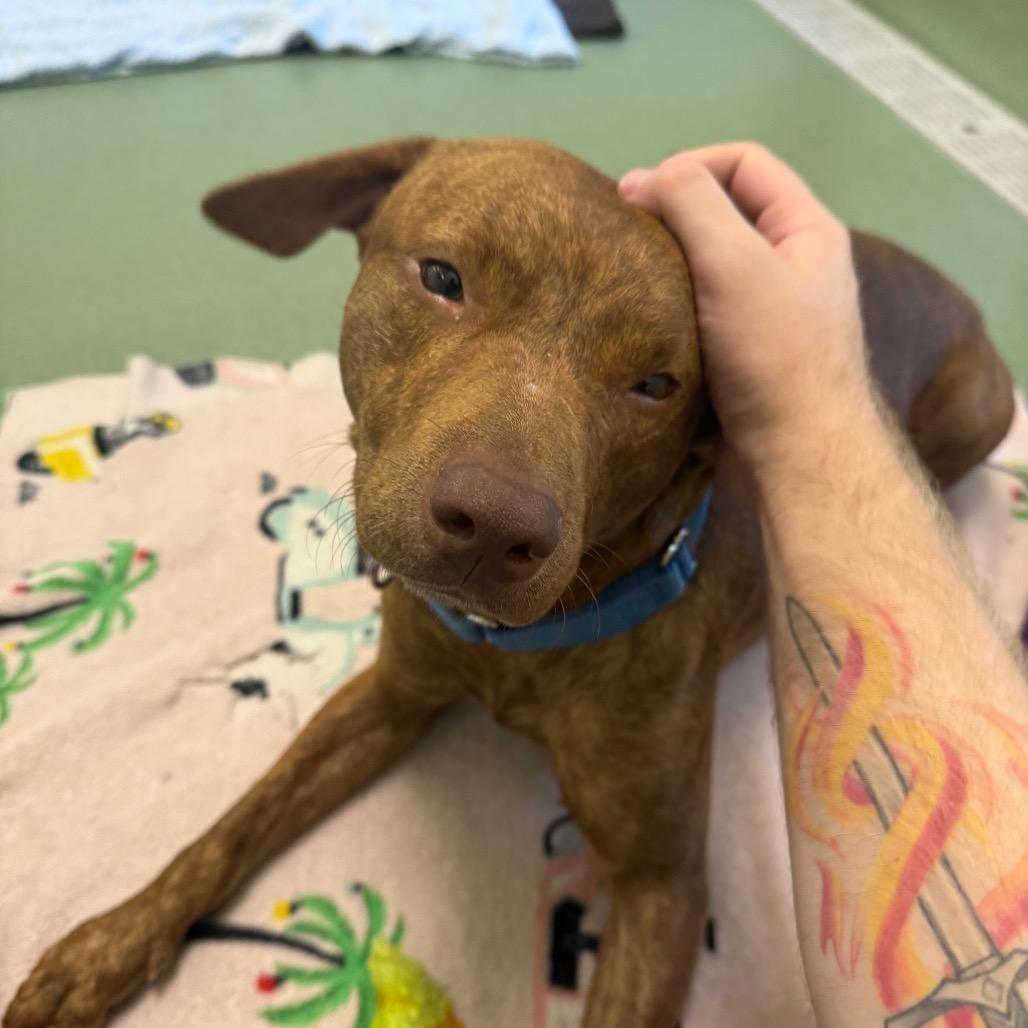 Enlarge Fable, a Adoptable mixed breed in West Palm Beach, FL image 4/5