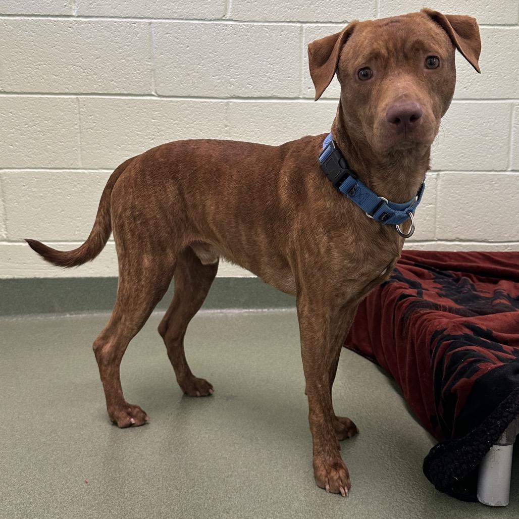 Enlarge Fable, a Adoptable mixed breed in West Palm Beach, FL image 5/5