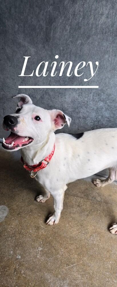 Lainey, Adoptable, Young Female Mixed Breed.