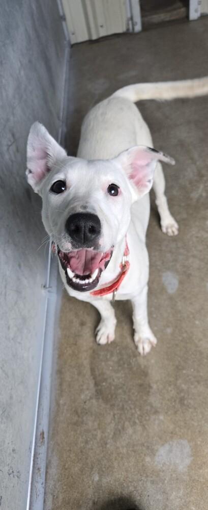 Enlarge Lainey, a Adoptable mixed breed in Papillion, NE image 2/2