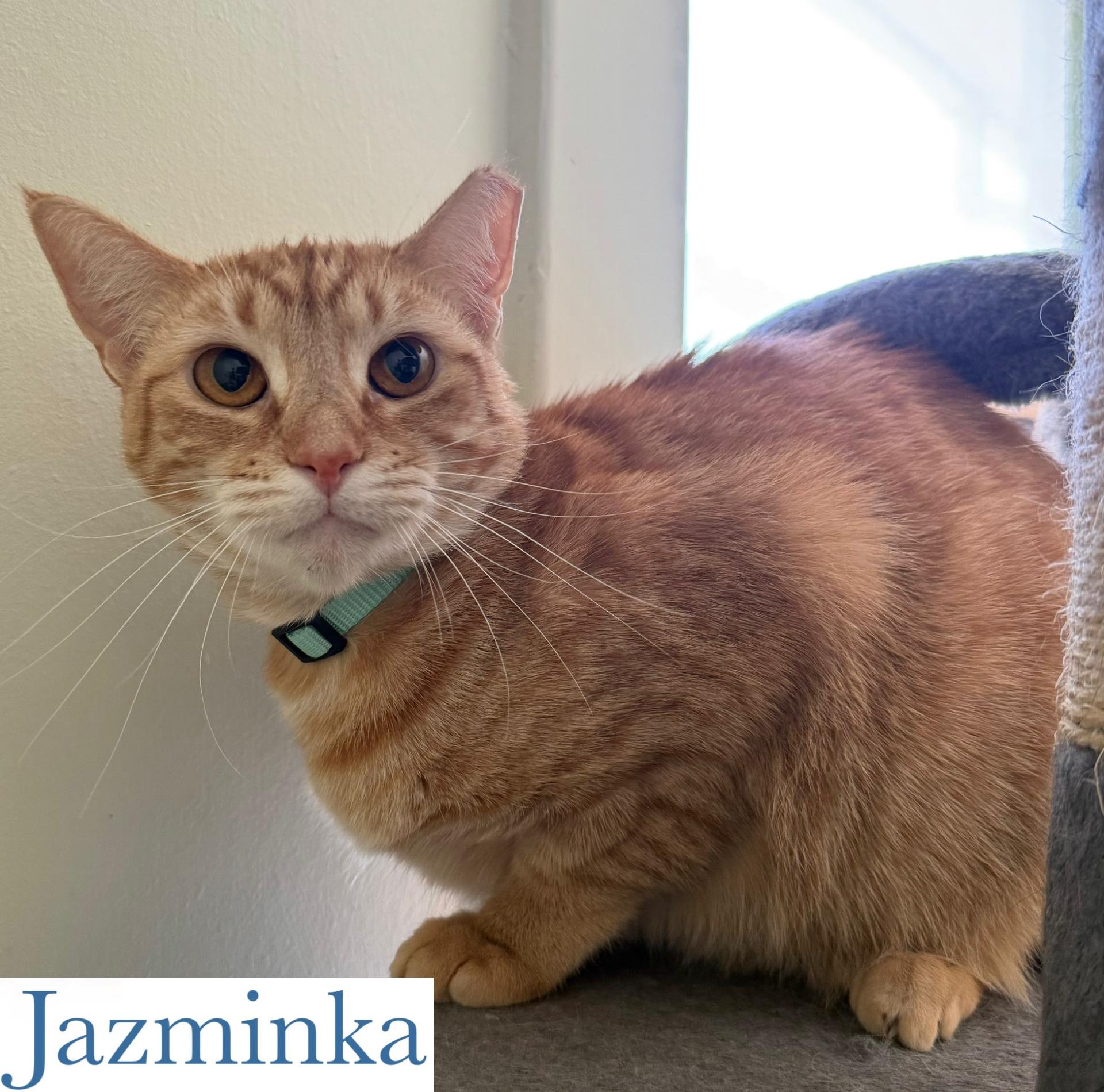 Jazminka, Adoptable, Young Female Domestic Short Hair.