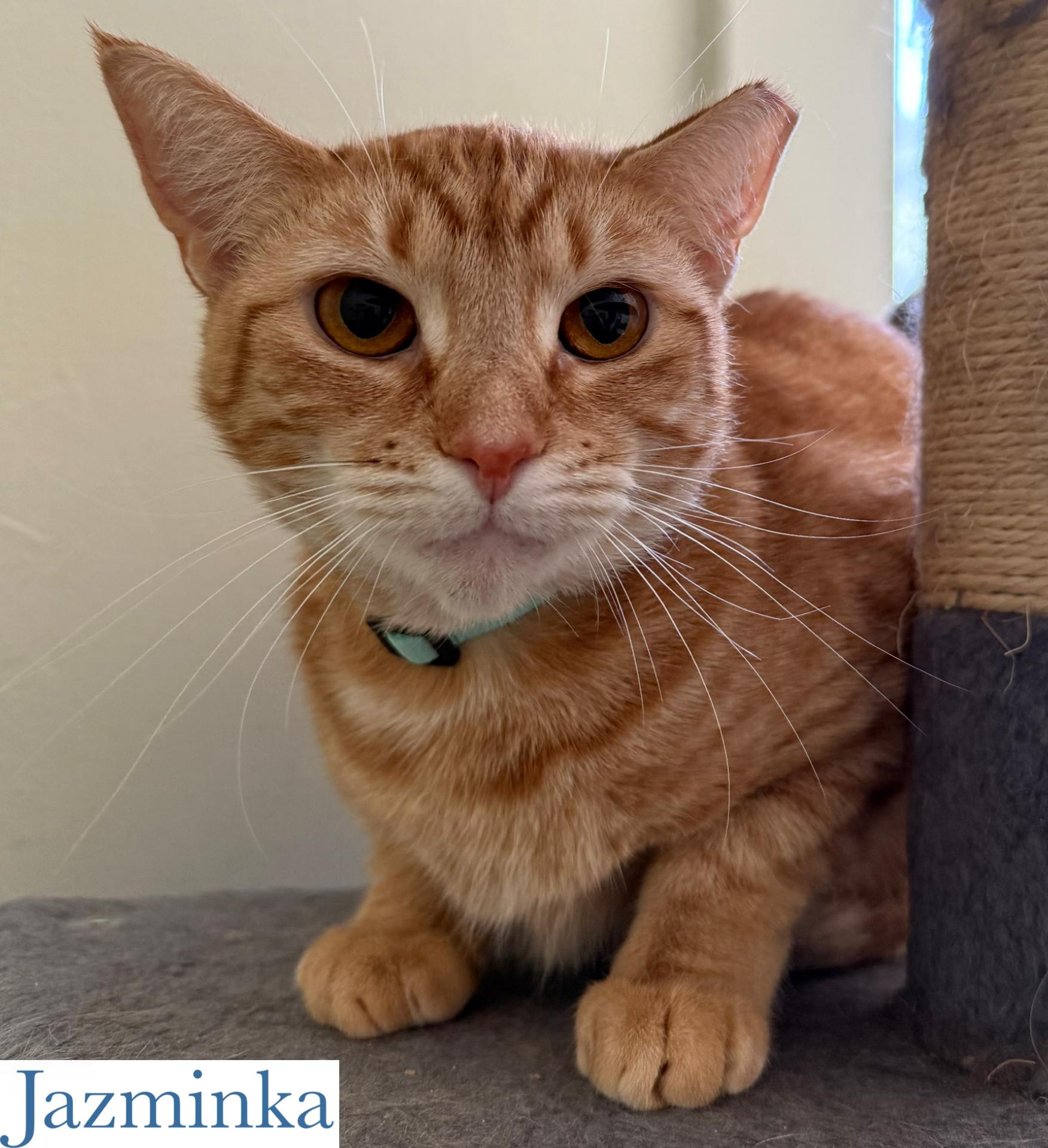 Enlarge Jazminka, a Adoptable Domestic Short Hair in Berkeley Springs, WV image 2/3