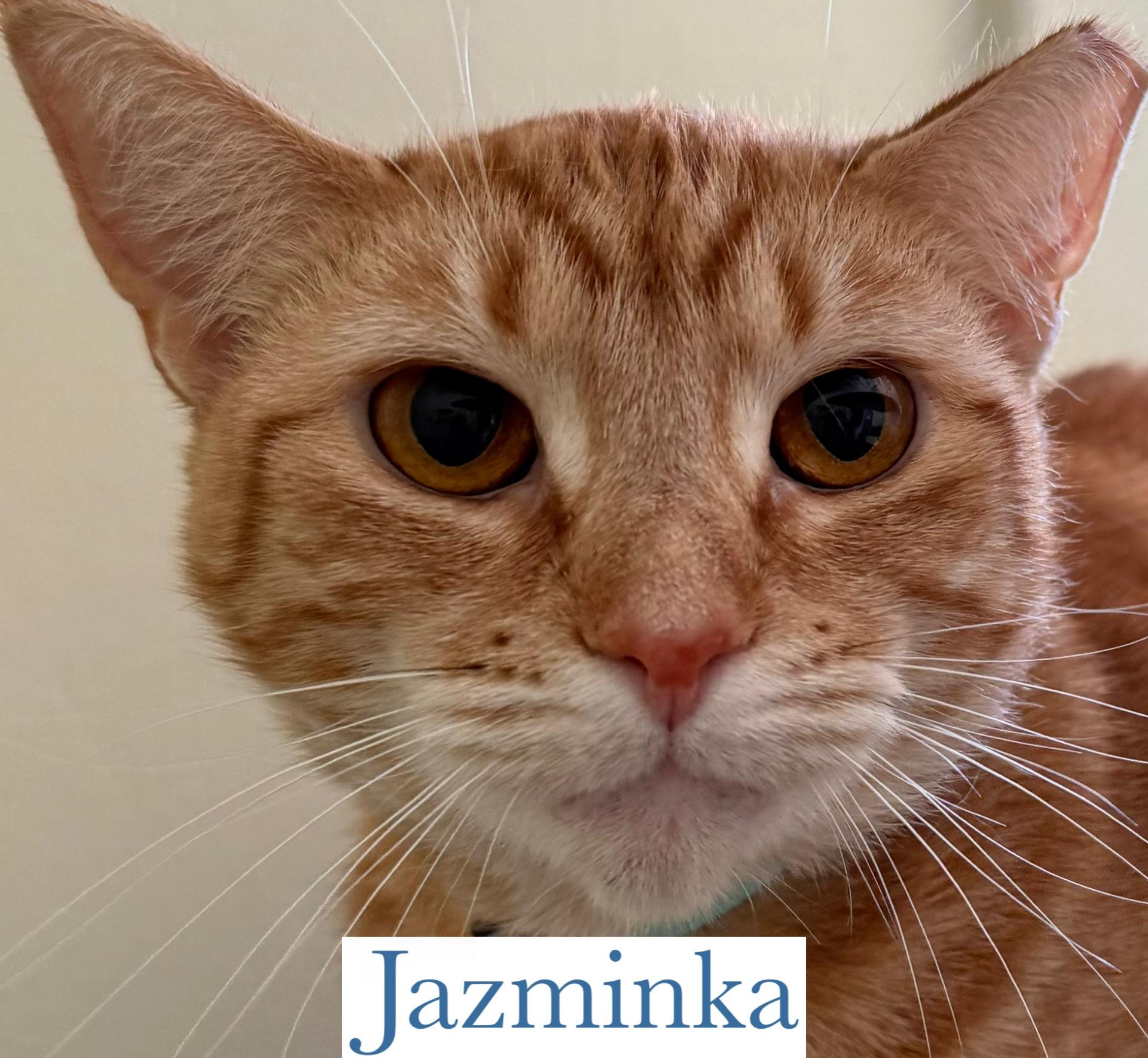 Enlarge Jazminka, a Adoptable Domestic Short Hair in Berkeley Springs, WV image 3/3