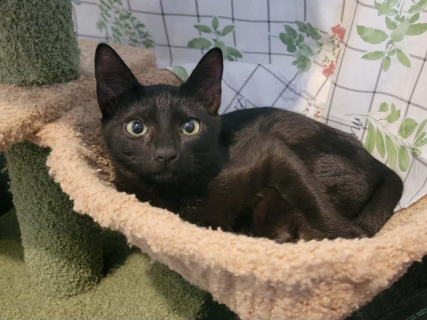 Harriet, ADOPTABLE, Young Female Domestic Short Hair.