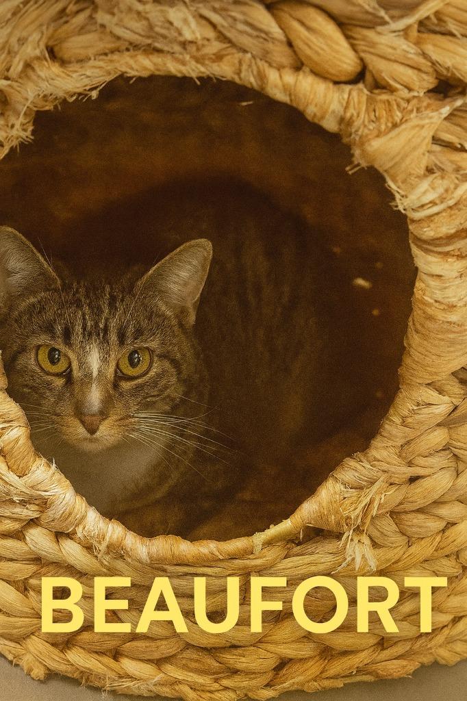Beaufort, Adoptable, Young Female Domestic Short Hair.