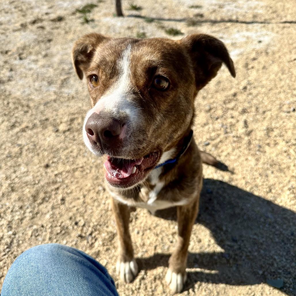 Enlarge Raya - PAWS, a Adoptable Mixed Breed in Las Cruces, NM image 1/6