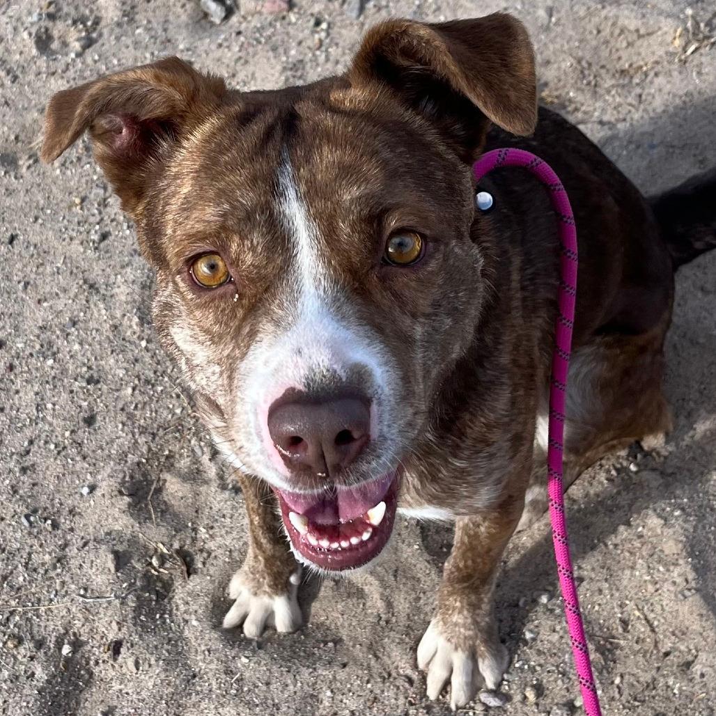 Enlarge Raya - PAWS, a Adoptable Mixed Breed in Las Cruces, NM image 1/6