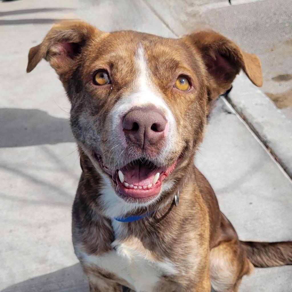 Enlarge Raya - PAWS, a Adoptable Mixed Breed in Las Cruces, NM image 2/6