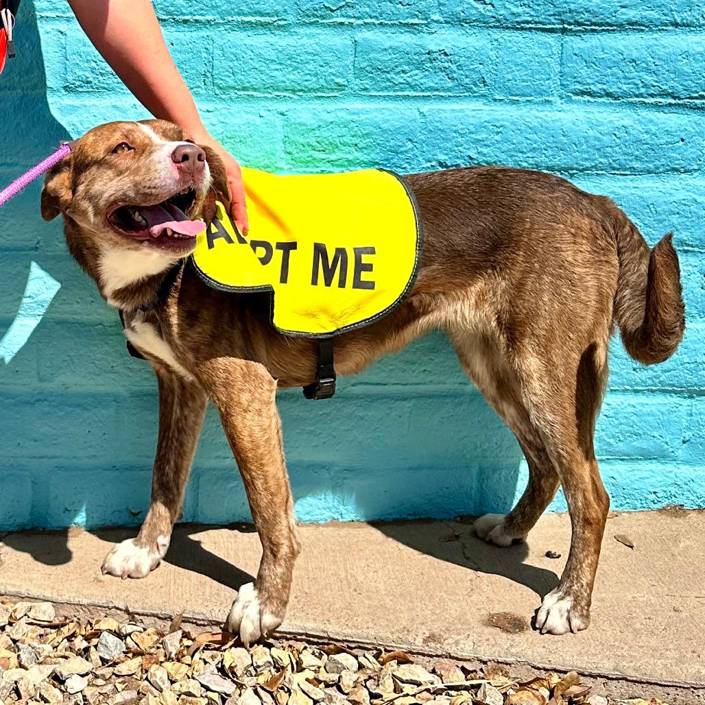 Enlarge Raya - PAWS, a Adoptable Mixed Breed in Las Cruces, NM image 3/6