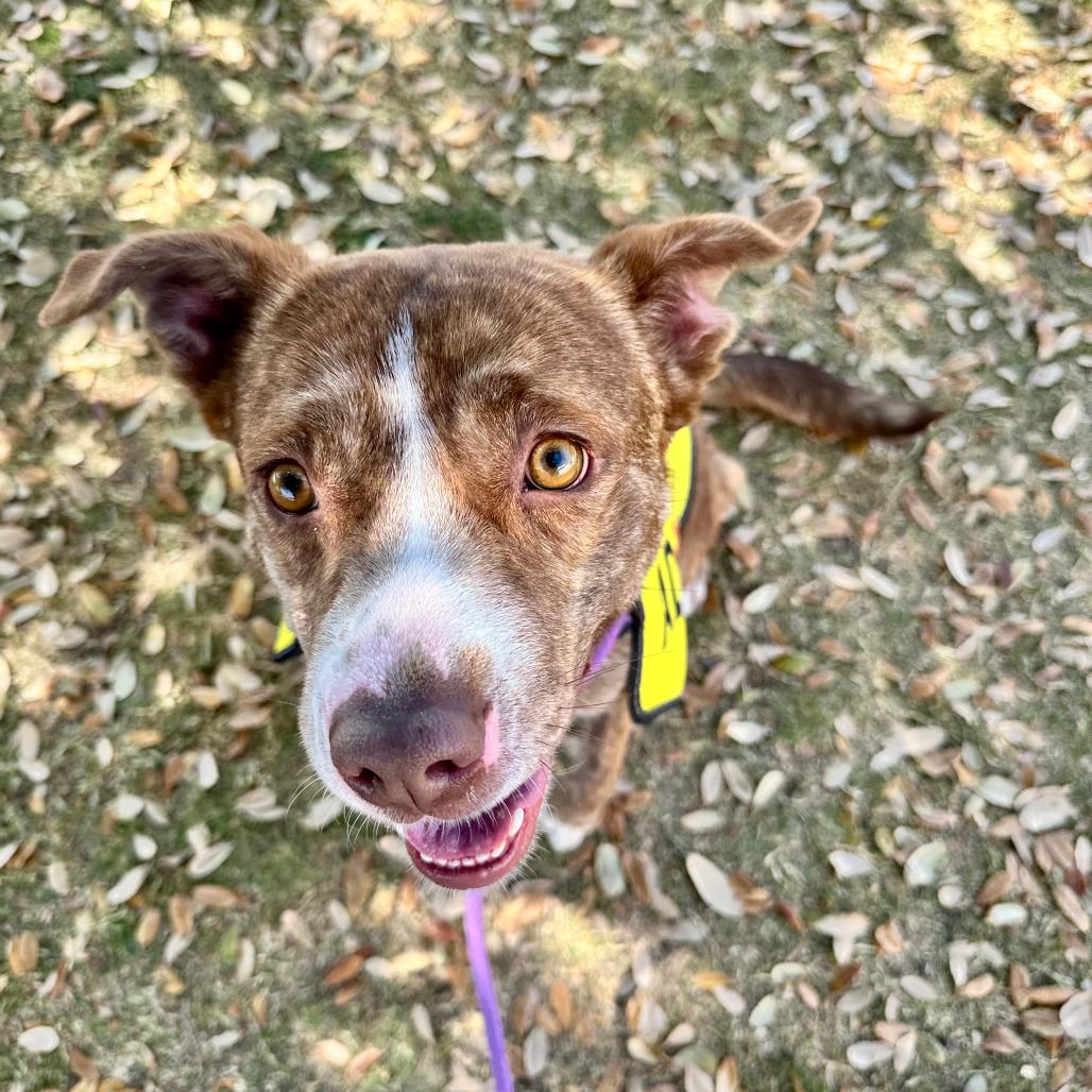 Enlarge Raya - PAWS, a Adoptable Mixed Breed in Las Cruces, NM image 4/6