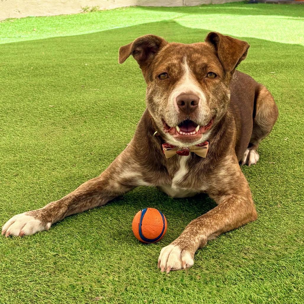 Enlarge Raya - PAWS, a Adoptable Mixed Breed in Las Cruces, NM image 4/6