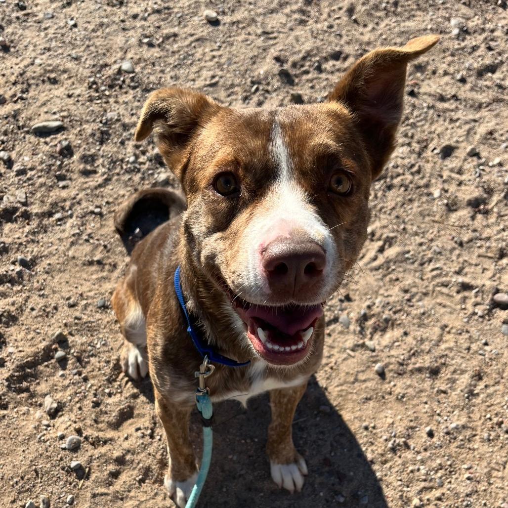 Enlarge Raya - PAWS, a Adoptable Mixed Breed in Las Cruces, NM image 5/6