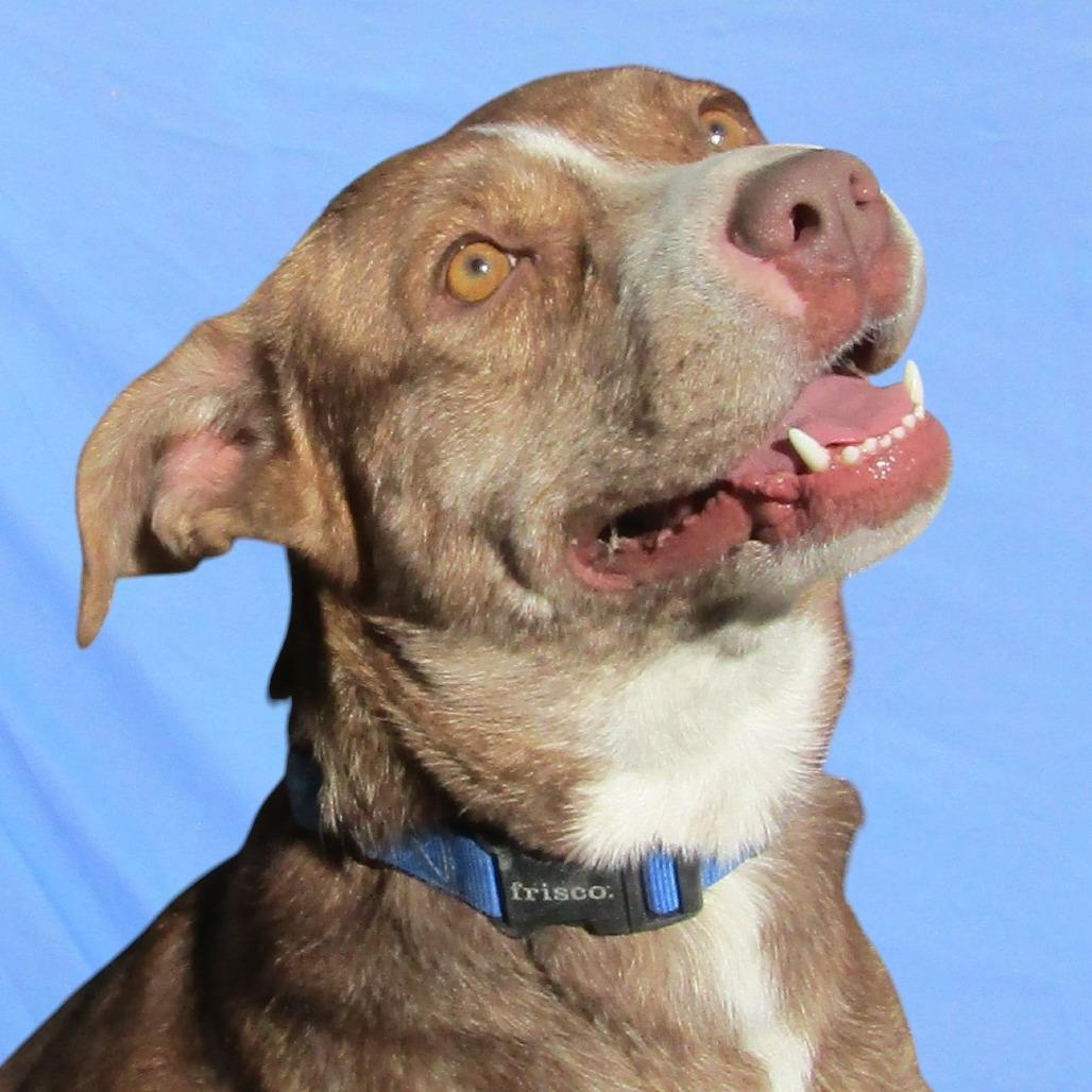 Enlarge Raya - PAWS, a Adoptable Mixed Breed in Las Cruces, NM image 6/6