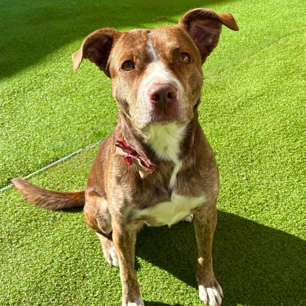 Enlarge Raya - PAWS, a Adoptable Mixed Breed in Las Cruces, NM image 5/6