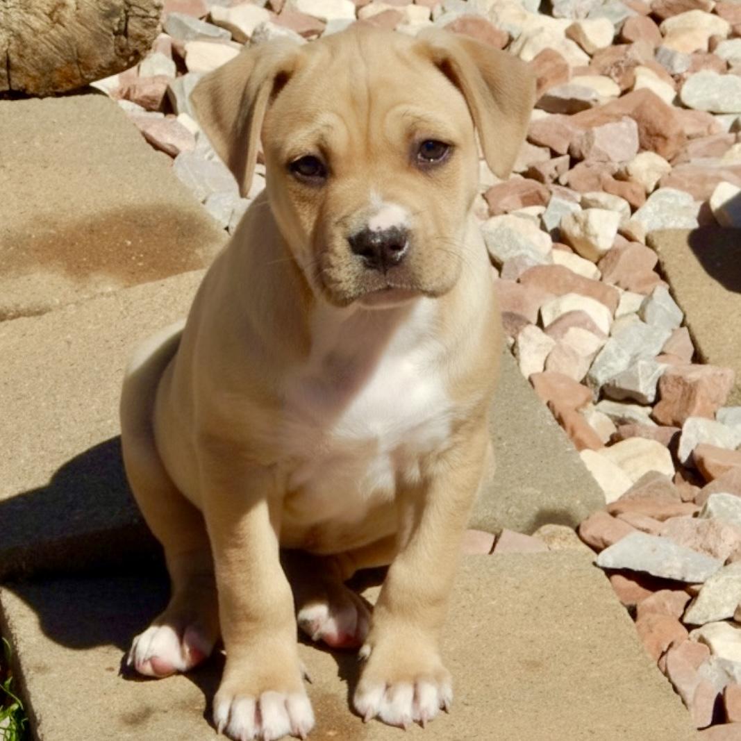 Enlarge Citrine, a ADOPTABLE mixed breed in Mead, CO image 3/5