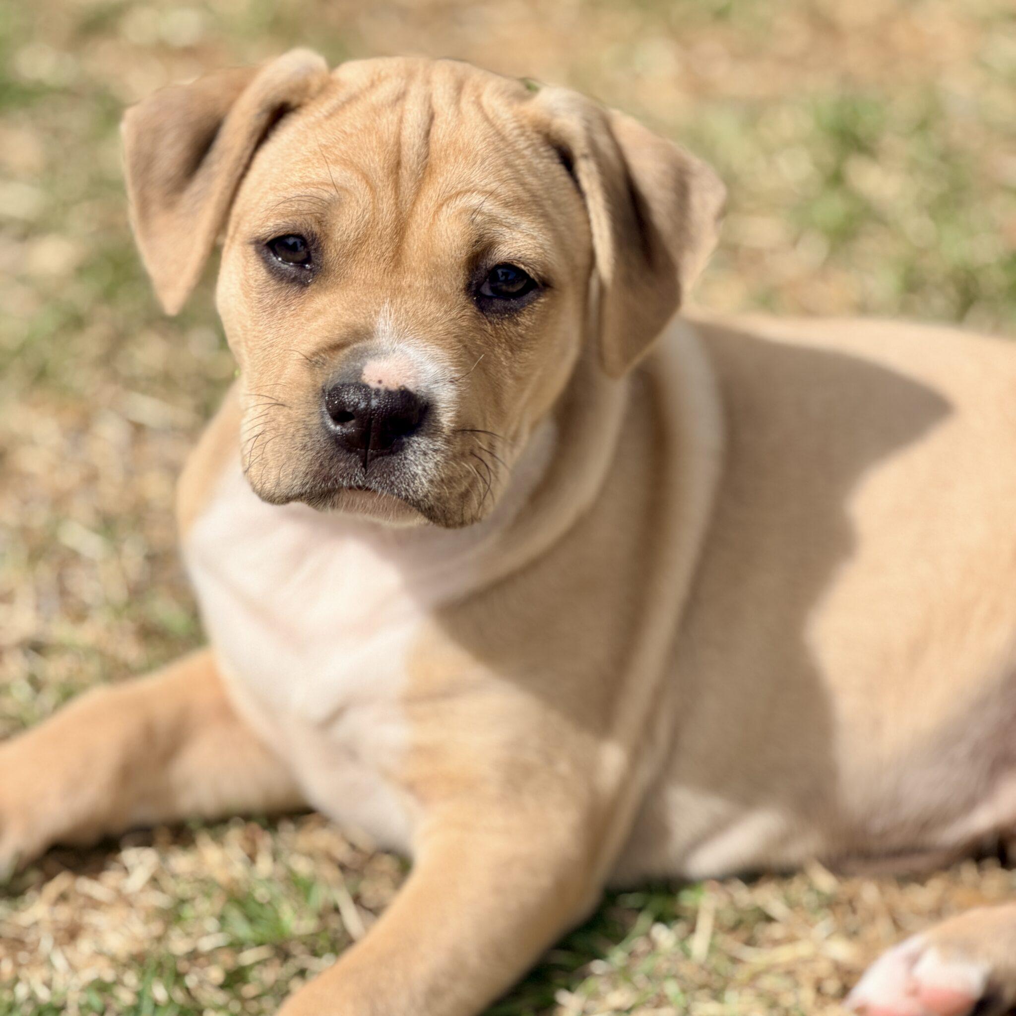 Enlarge Citrine, a ADOPTABLE mixed breed in Mead, CO image 5/5