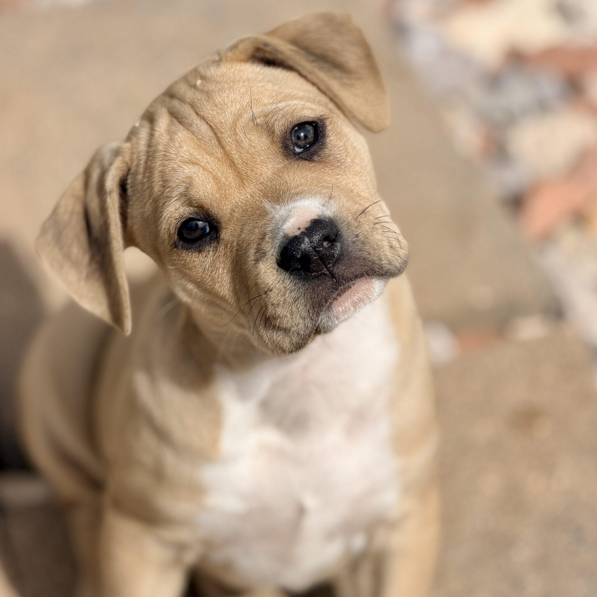 Enlarge Citrine, a ADOPTABLE mixed breed in Mead, CO image 4/5