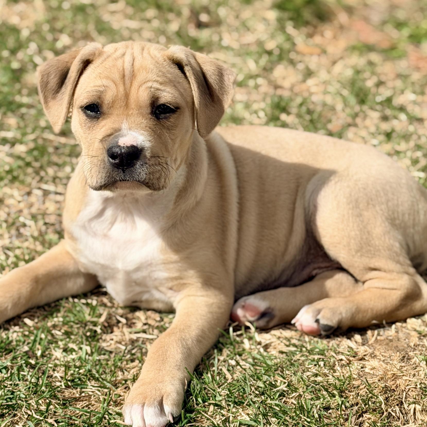 Enlarge Citrine, a ADOPTABLE mixed breed in Mead, CO image 2/5