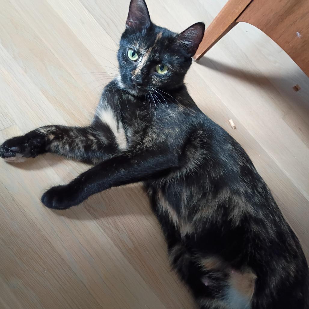Patti, Adoptable, Young Female Domestic Short Hair.