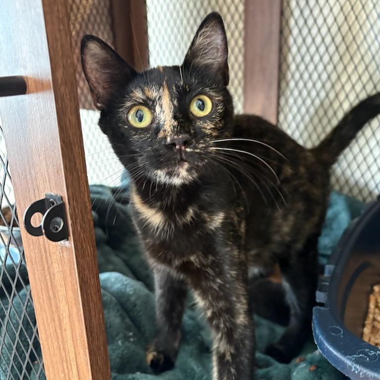 Enlarge Patti, a Adoptable Domestic Short Hair in Mebane, NC image 4/6