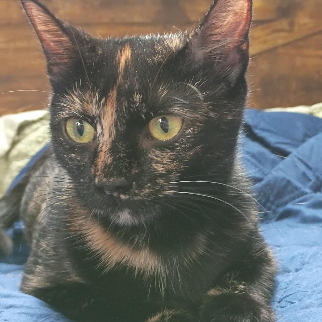Enlarge Patti, a Adoptable Domestic Short Hair in Mebane, NC image 5/6