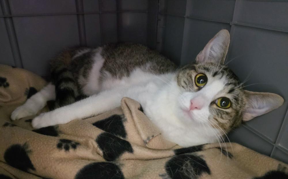 Enlarge Daisy (gets adopted with Tulip), a Adoptable Tabby in Westminster, CO image 4/4