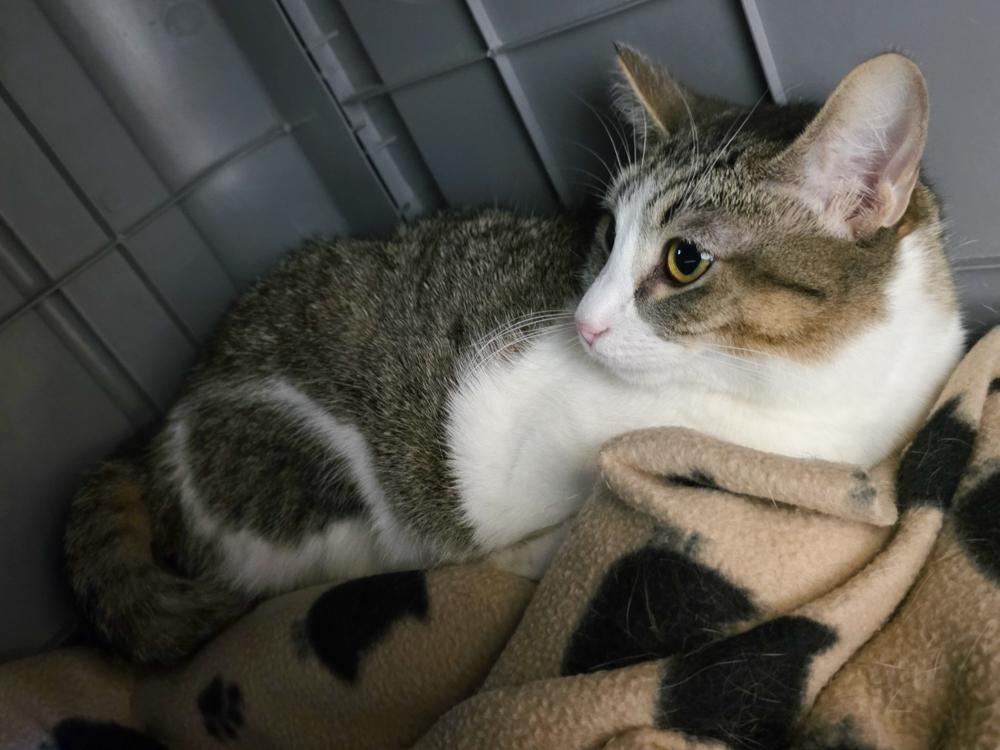 Enlarge Daisy (gets adopted with Tulip), a Adoptable Tabby in Westminster, CO image 3/4
