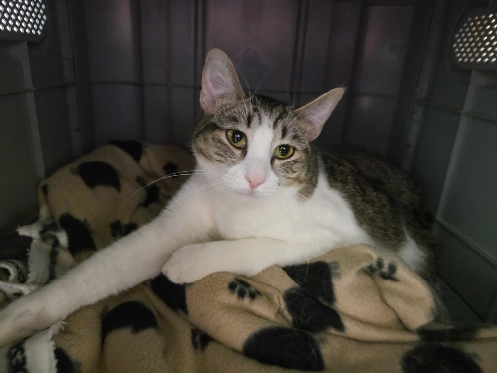 Enlarge Daisy (gets adopted with Tulip), a Adoptable Tabby in Westminster, CO image 2/4