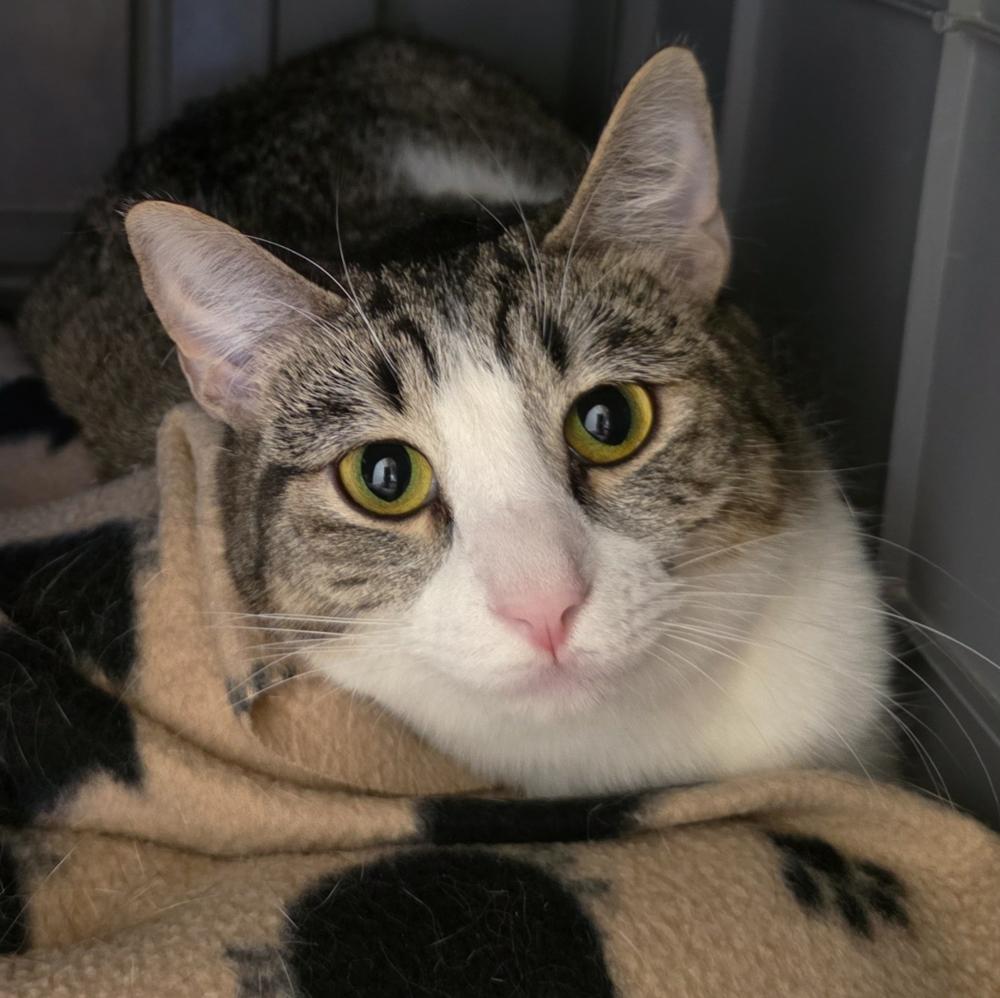 Enlarge Daisy (gets adopted with Tulip), a Adoptable Tabby in Westminster, CO image 1/4