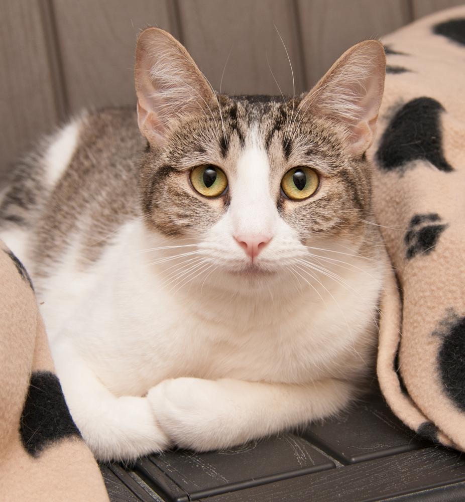 Daisy (gets adopted with Tulip), adopted, Young Female Tabby.