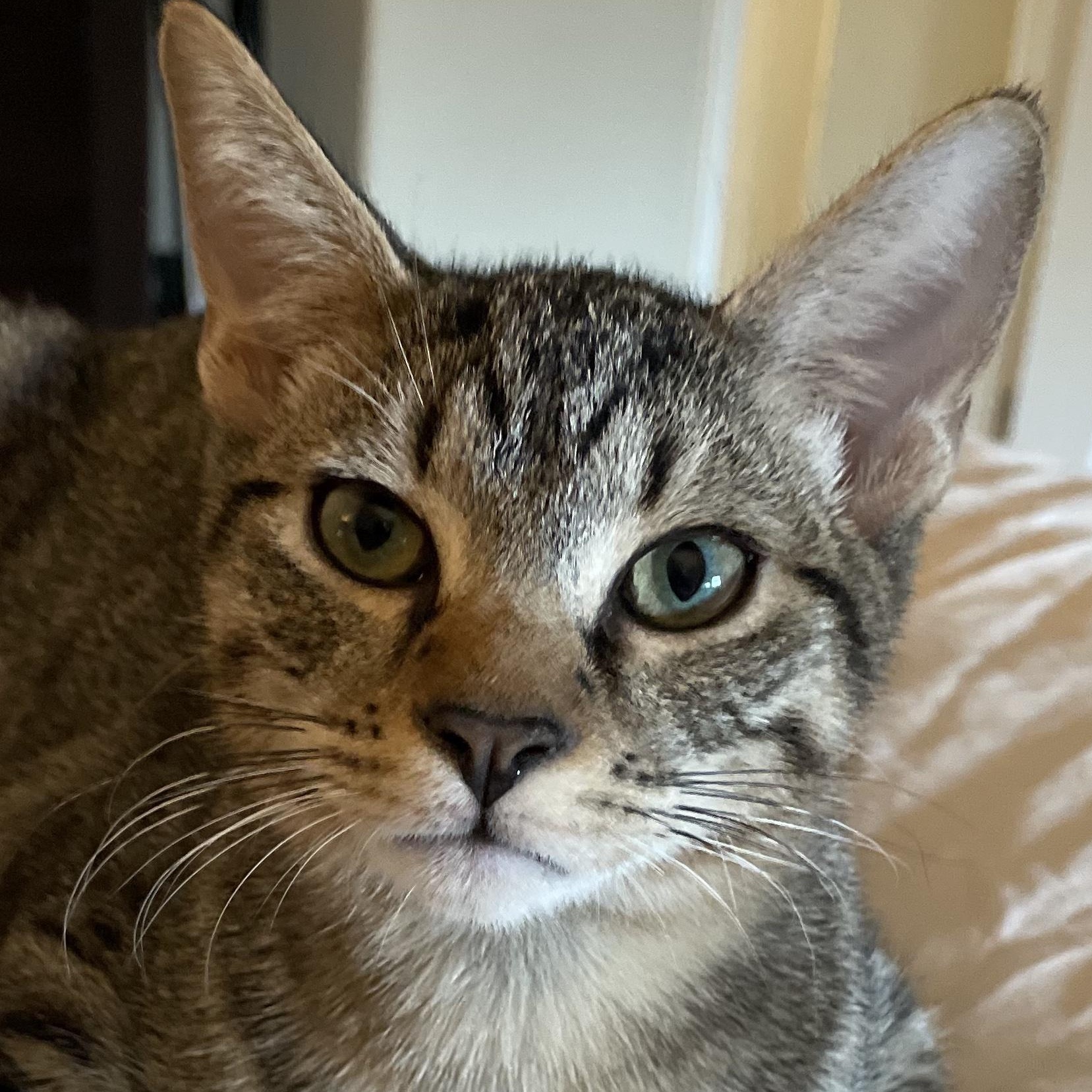 Jinx, Adoptable, Kitten Male Domestic Short Hair.