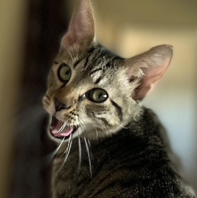 Enlarge Jinx, a Adoptable Domestic Short Hair in San Diego, CA image 2/2