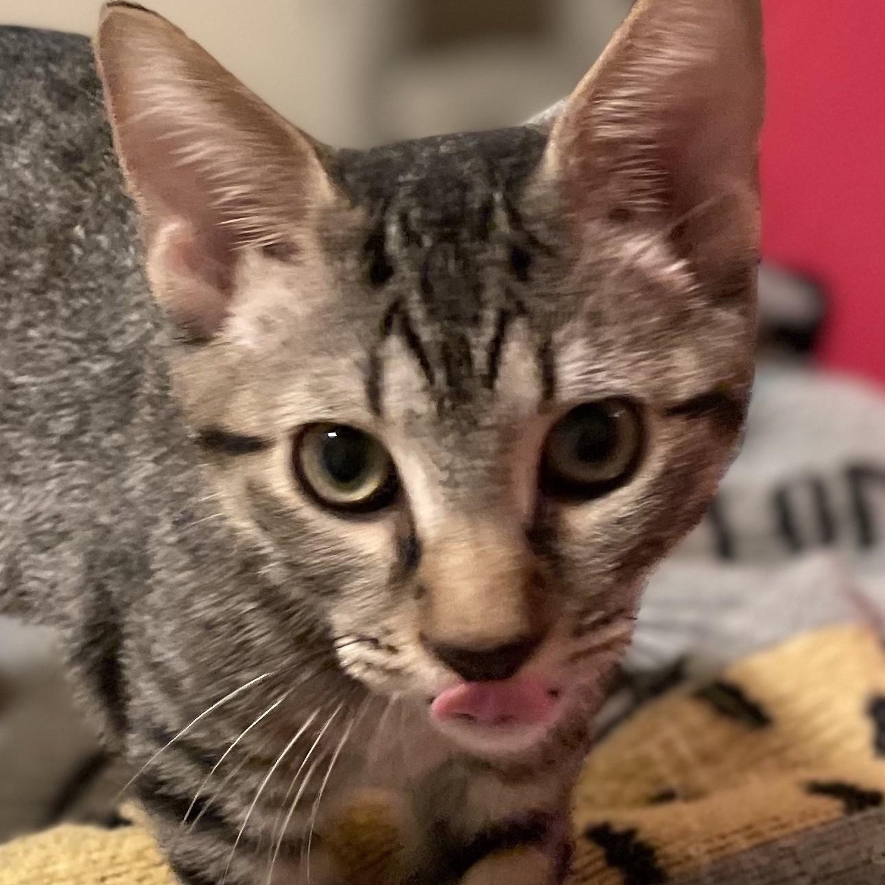 Jinx, Adoptable, Kitten Male Domestic Short Hair.