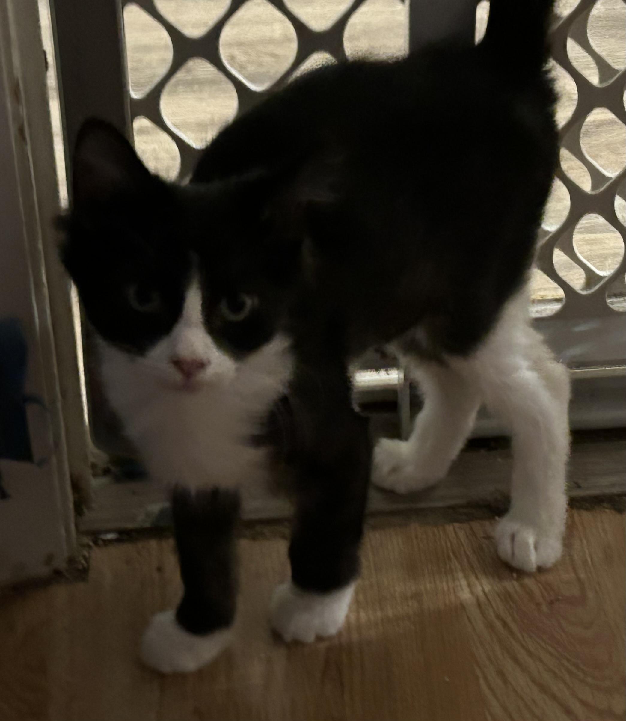 Enlarge Sharpie, a Adopted Domestic Medium Hair in Clearwater, FL image 1/4