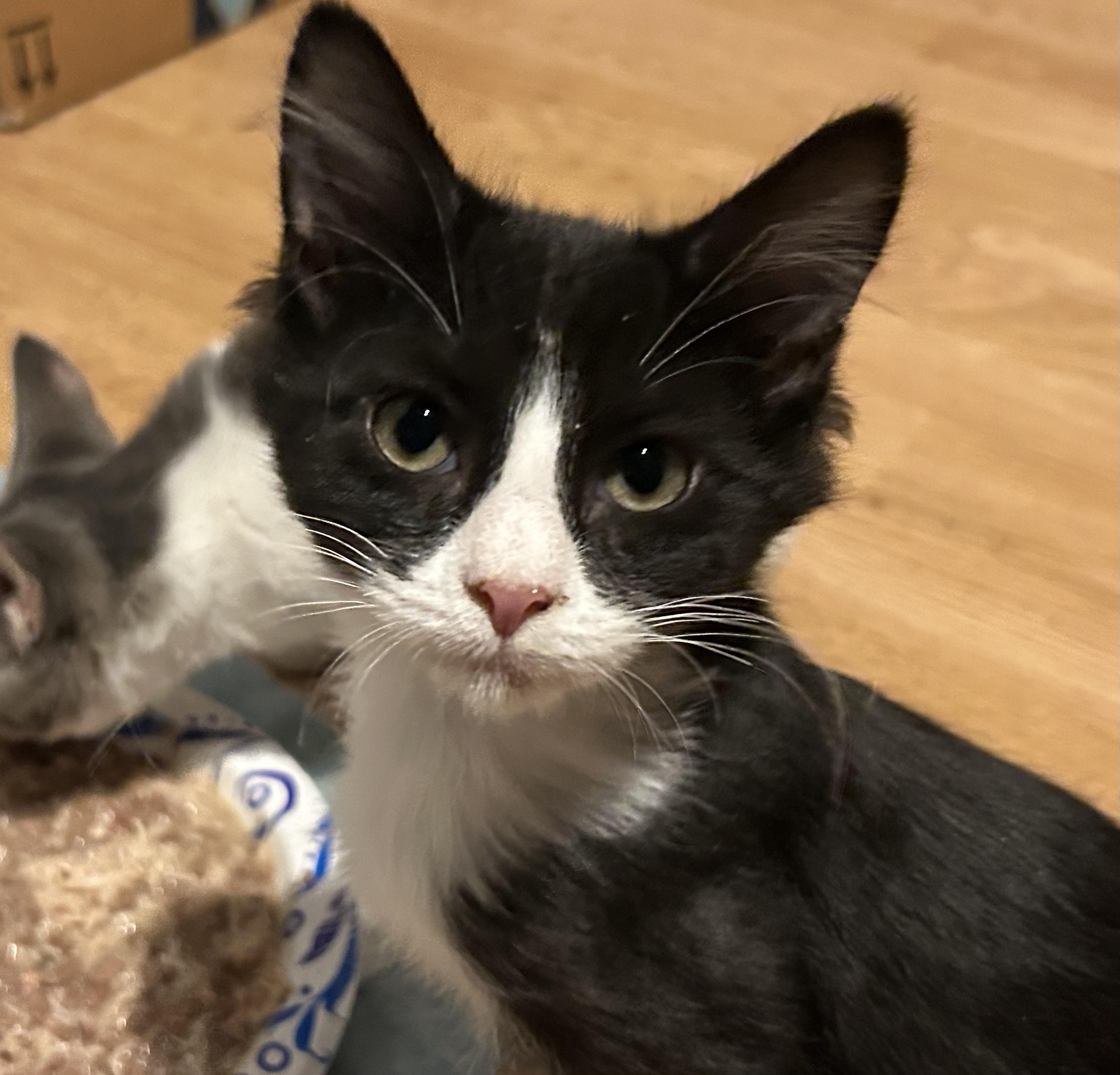 Enlarge Sharpie, a Adopted Domestic Medium Hair in Clearwater, FL image 2/4