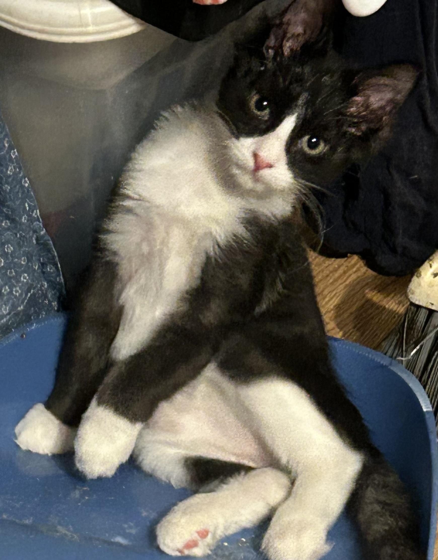 Enlarge Sharpie, a Adopted Domestic Medium Hair in Clearwater, FL image 3/4